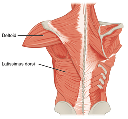 visão posterior do músculo deltóide